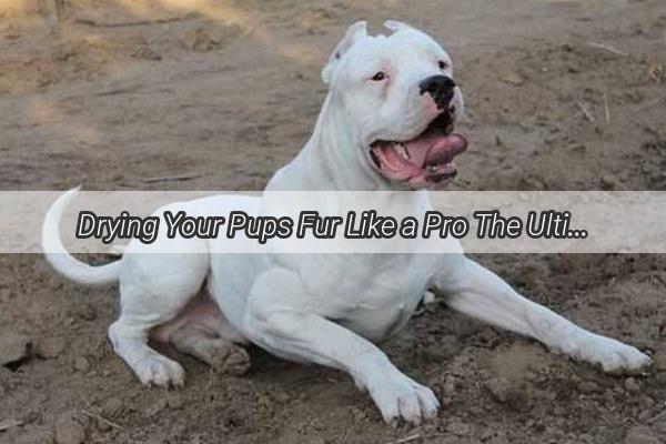 Drying Your Pups Fur Like a Pro The Ultimate Guide to PostBath Blowing